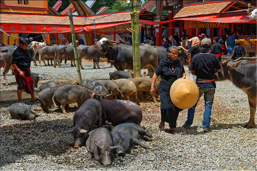 Lors la cérémonie funéraire, de nombreux buffles et cochons seront sacrifiés pour aider lâme du défunt à monter au royaume des âmes. (21)