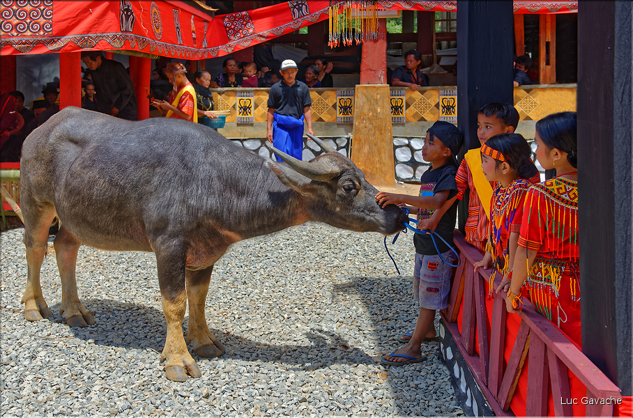 Les jeunes de la famille ont revêtu la tenue traditionnelle Toraja. (36)