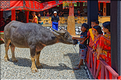 Les jeunes de la famille ont revêtu la tenue traditionnelle Toraja. (36)