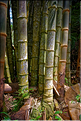 Comme dans toute l'Asie, les forêts de bambou sont très présentes, le pays Toraja ne faisant pas exception. (3)