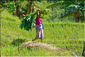 La vie dans la campagne Toraja dans la région de Batutumonga. (50)
