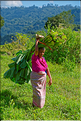 La vie dans la campagne Toraja dans la région de Batutumonga. (54)