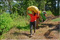 La vie dans la campagne Toraja dans la région de Batutumonga. (56)
