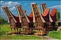 Les très originales maisons Toraja qui semblent rappeler les cornes des buffles (Rantepao). (2)