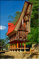 Les très originales maisons Toraja qui semblent rappeler les cornes des buffles (Rantepao). (13)