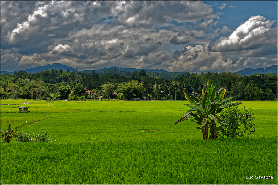 Le pays Toraja est une alternance de villages typiques et de cultures, principalement de riz. (1)
