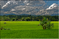 Le pays Toraja est une alternance de villages typiques et de cultures, principalement de riz. (1)