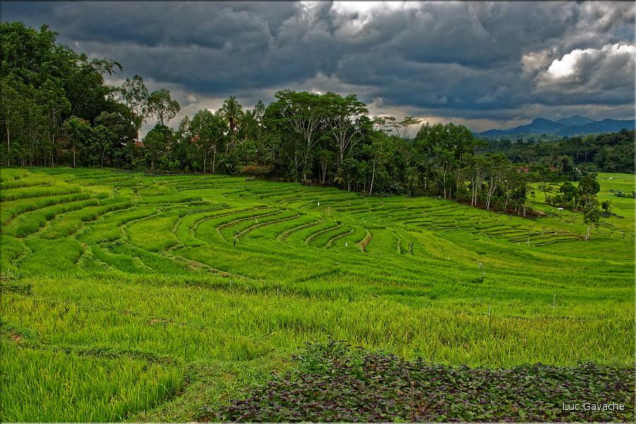 Le pays Toraja est une alternance de villages typiques et de cultures, principalement de riz. (2)