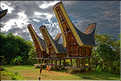 Le pays Toraja est une alternance de villages typiques et de cultures, principalement de riz. (4)