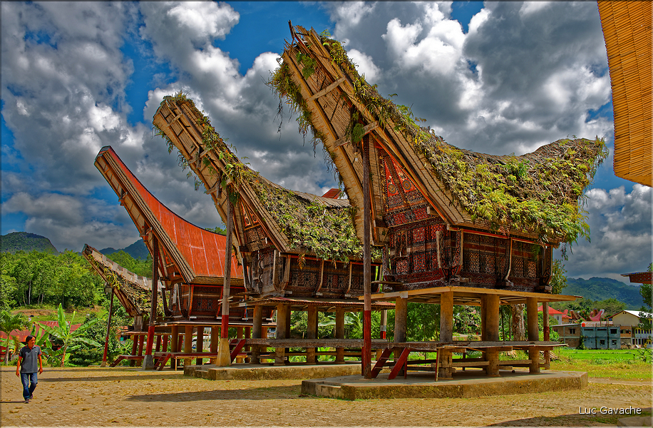 Le pays Toraja est une alternance de villages typiques et de cultures, principalement de riz. (10)