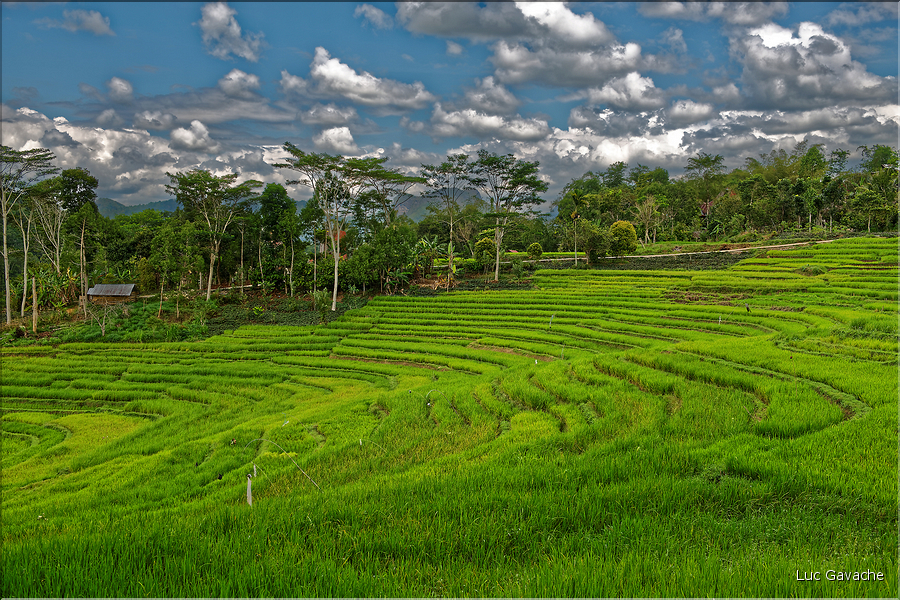 Le pays Toraja est une alternance de villages typiques et de cultures, principalement de riz. (11)