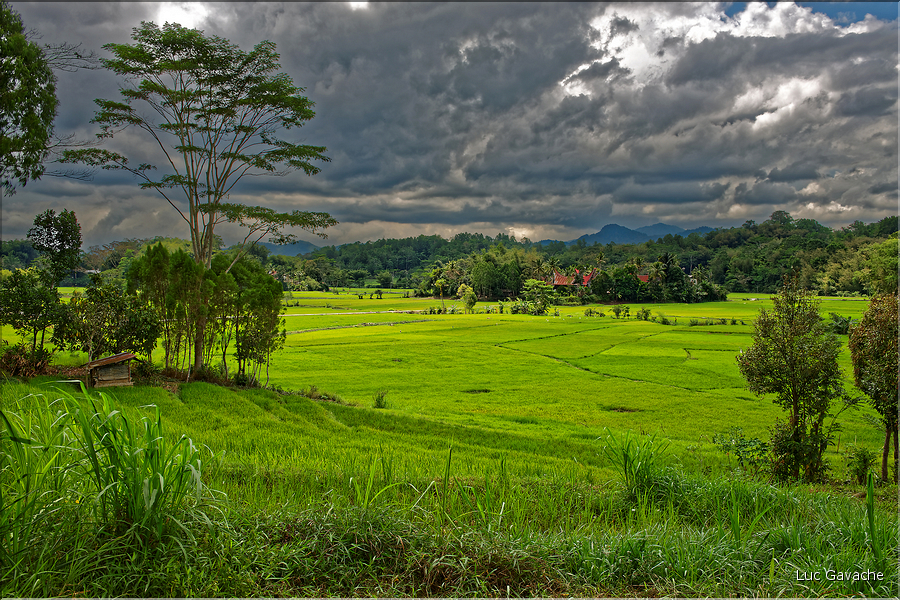Le pays Toraja est une alternance de villages typiques et de cultures, principalement de riz. (12)
