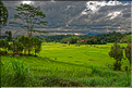 Le pays Toraja est une alternance de villages typiques et de cultures, principalement de riz. (12)