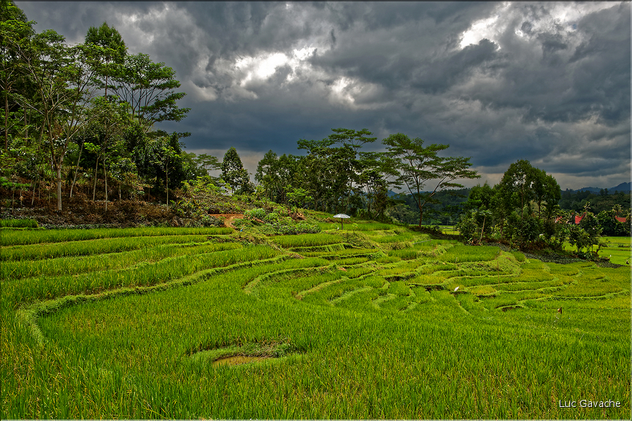 Le pays Toraja est une alternance de villages typiques et de cultures, principalement de riz. (13)
