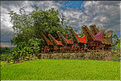 Le pays Toraja est une alternance de villages typiques et de cultures, principalement de riz. (14)