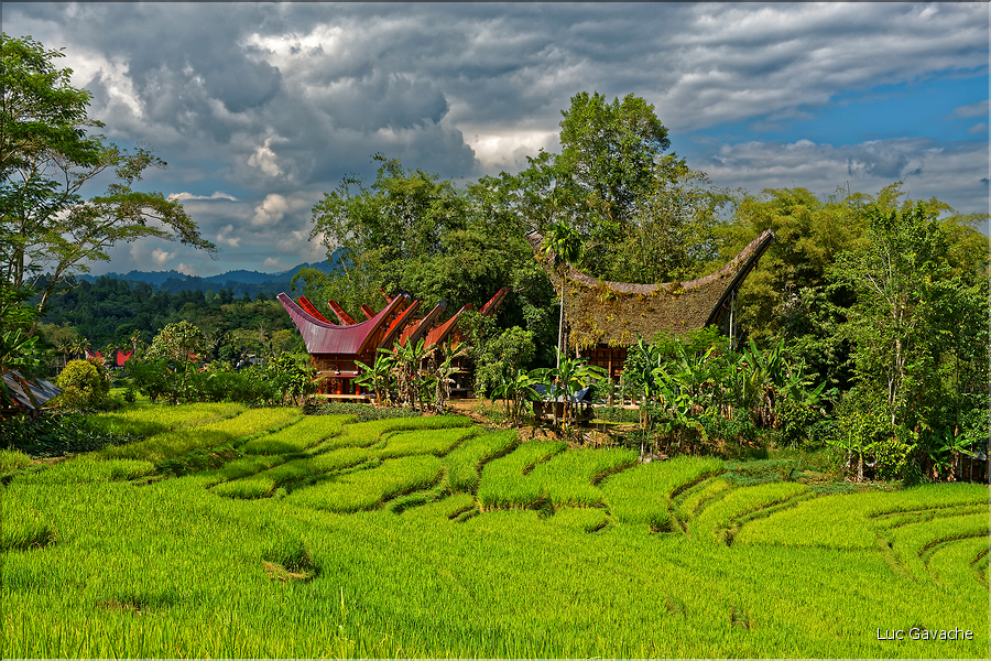Le pays Toraja est une alternance de villages typiques et de cultures, principalement de riz. (15)