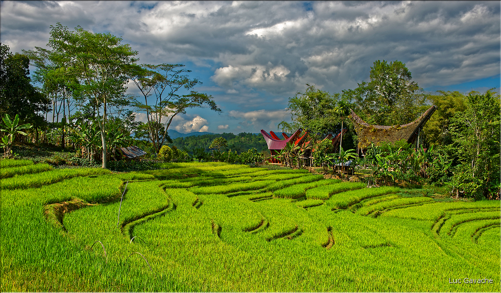 Le pays Toraja est une alternance de villages typiques et de cultures, principalement de riz. (16)
