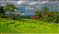 Le pays Toraja est une alternance de villages typiques et de cultures, principalement de riz. (16)