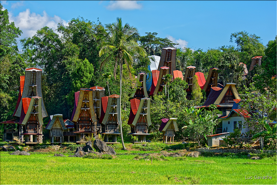 Le pays Toraja est une alternance de villages typiques et de cultures, principalement de riz. (17)