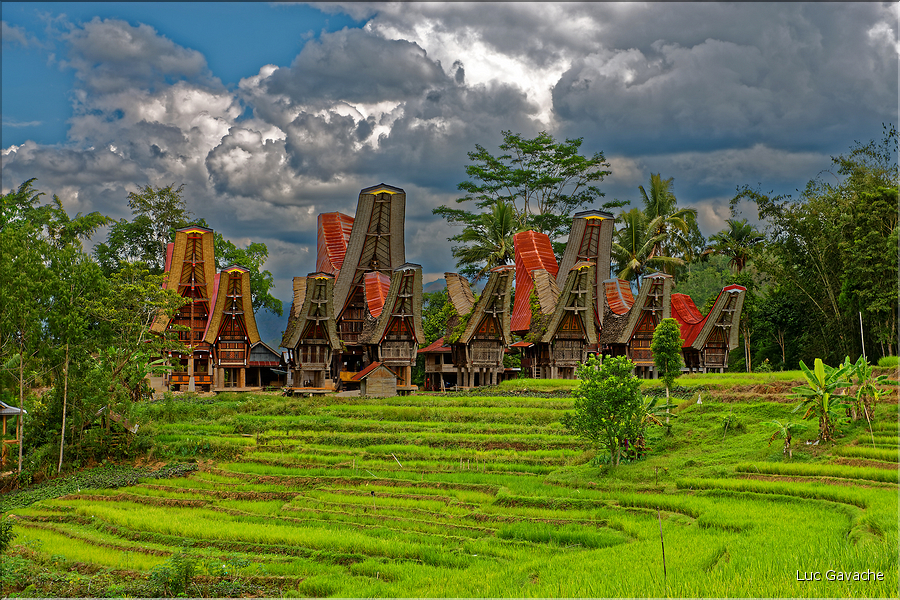 Le pays Toraja est une alternance de villages typiques et de cultures, principalement de riz. (18)