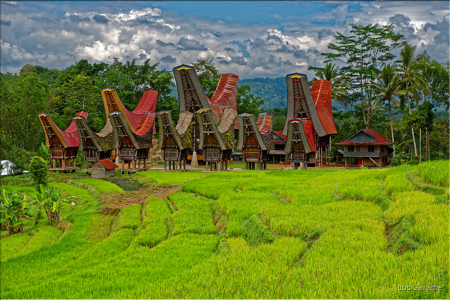 Le pays Toraja est une alternance de villages typiques et de cultures, principalement de riz. (19)