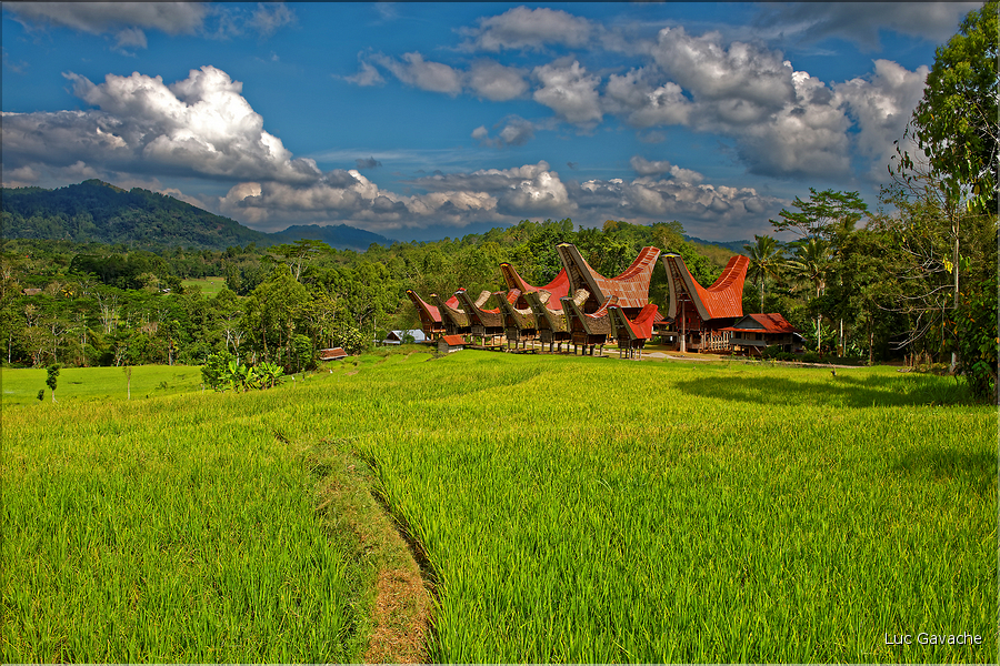 Le pays Toraja est une alternance de villages typiques et de cultures, principalement de riz. (20)