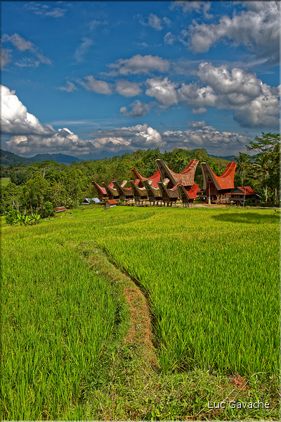 Le pays Toraja est une alternance de villages typiques et de cultures, principalement de riz. (21)