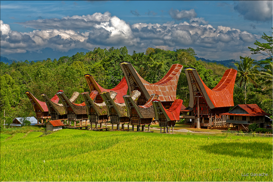 Le pays Toraja est une alternance de villages typiques et de cultures, principalement de riz. (22)