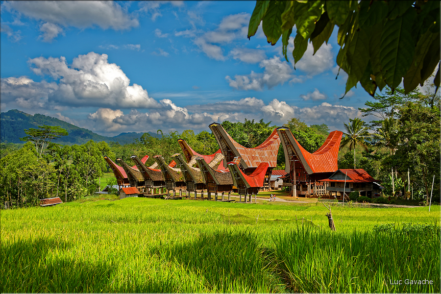 Le pays Toraja est une alternance de villages typiques et de cultures, principalement de riz. (23)