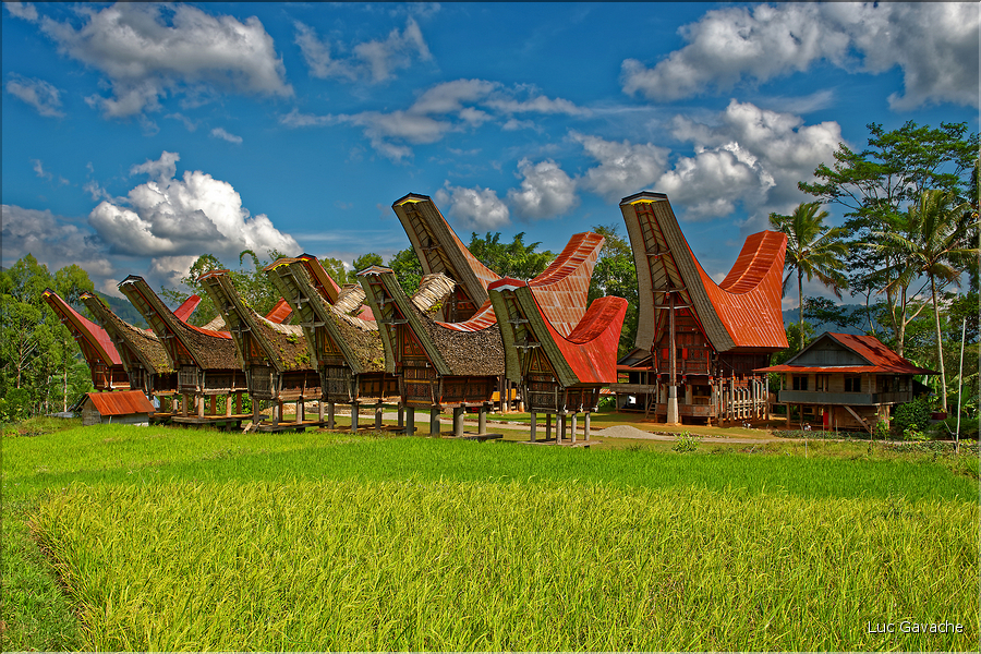 Le pays Toraja est une alternance de villages typiques et de cultures, principalement de riz. (24)