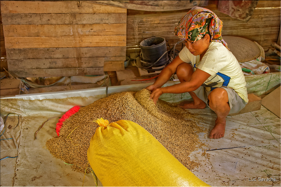 La vie dans la campagne Toraja. (18)