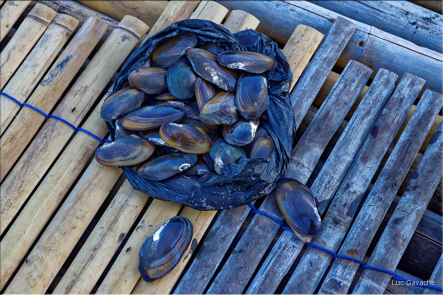Le fruit de la pêche des Bugi (lac Tempe). (6)