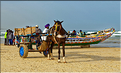 Retour de pêche au port de Kayar, sous le regard des vendeuses qui attendent le poisson. (19)