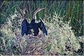 Anhinga d'Afrique ou oiseau-serpent au de Parc Djoudj. (1)