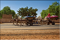 Transhumance d'éleveurs peulhs sur la route de Tambacounda. (3)