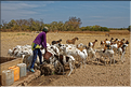 Le puits du village wolof (région de Tambacounda). (17)