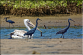 Face à Ndangane on trouve l'île de Mar Lodj avec sa mangrove qui abrite là aussi de nombreuses espèces d'oiseaux. (23)