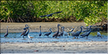 Face à Ndangane on trouve l'île de Mar Lodj avec sa mangrove qui abrite là aussi de nombreuses espèces d'oiseaux. (24)