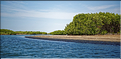 Face à Ndangane on trouve l'île de Mar Lodj avec sa mangrove qui abrite là aussi de nombreuses espèces d'oiseaux. (25)