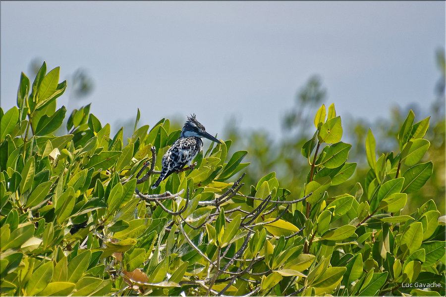 Face à Ndangane on trouve l'île de Mar Lodj avec sa mangrove qui abrite là aussi de nombreuses espèces d'oiseaux. (27)