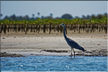Face à Ndangane on trouve l'île de Mar Lodj avec sa mangrove qui abrite là aussi de nombreuses espèces d'oiseaux. (32)