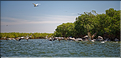 Face à Ndangane on trouve l'île de Mar Lodj avec sa mangrove qui abrite là aussi de nombreuses espèces d'oiseaux. (45)