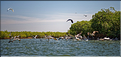 Face à Ndangane on trouve l'île de Mar Lodj avec sa mangrove qui abrite là aussi de nombreuses espèces d'oiseaux. (46)