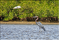 Face à Ndangane on trouve l'île de Mar Lodj avec sa mangrove qui abrite là aussi de nombreuses espèces d'oiseaux. (47)