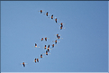 Vol de flamants roses au parc Djoudj.