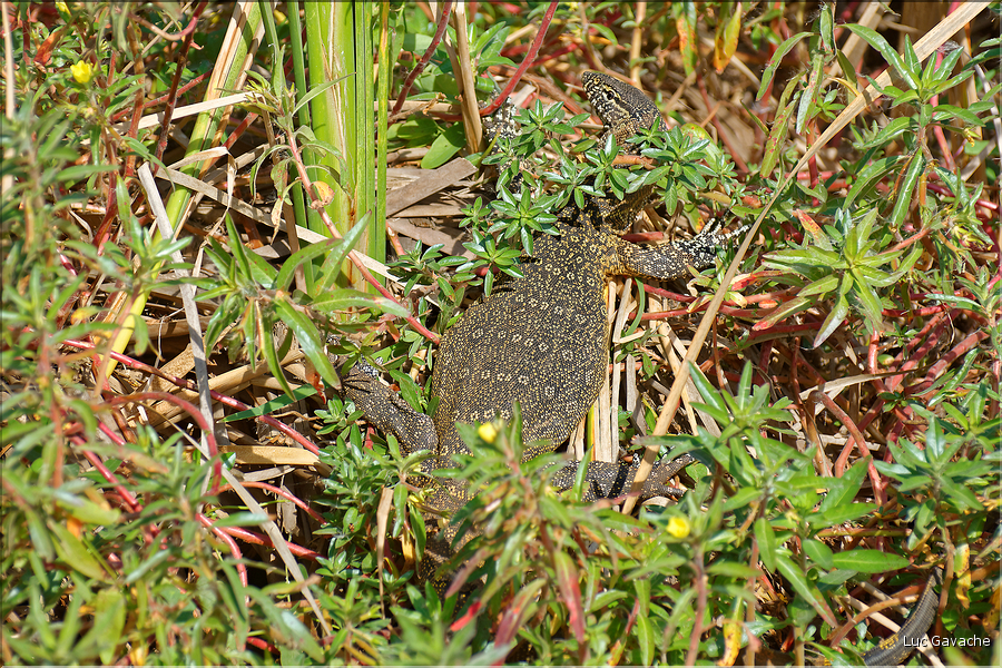 Varan du Nil au parc Djoudj.