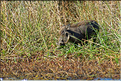 Phacochère dans le parc Djoudj.
