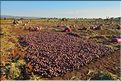 La culture ultra dominante est celle de l'oignon qui s'exporte dans tout le pays et même au-delà des frontières. (4)