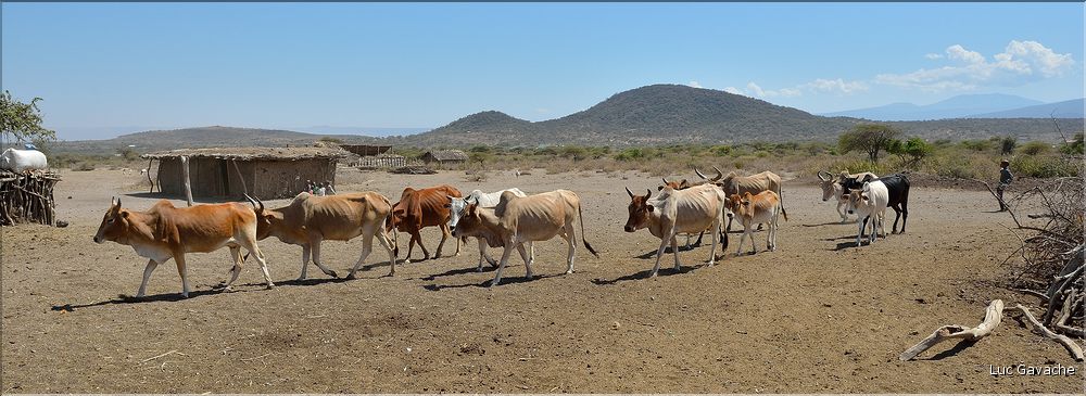 Lethnie Datoga était autrefois des éleveurs nomades qui vivaient dans une immense zone de l'Afrique de l'est, aujourd'hui on les trouve principalement dans le nord de la Tanzanie. (