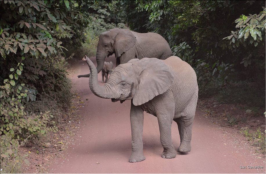 Les éléphants du lac Manyara. (1)